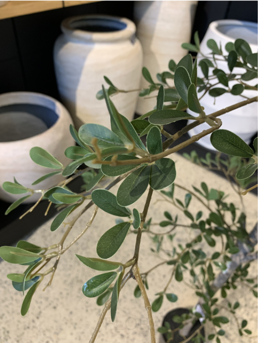 Black Olive Tree Green 180cm