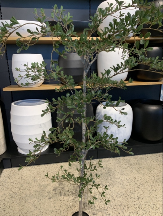 Black Olive Tree Green 180cm