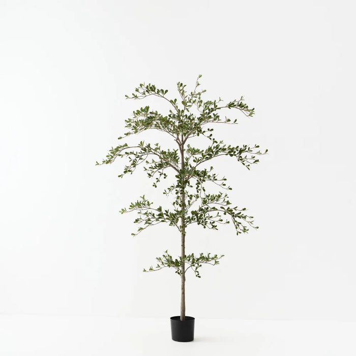Black Olive Tree Green 180cm