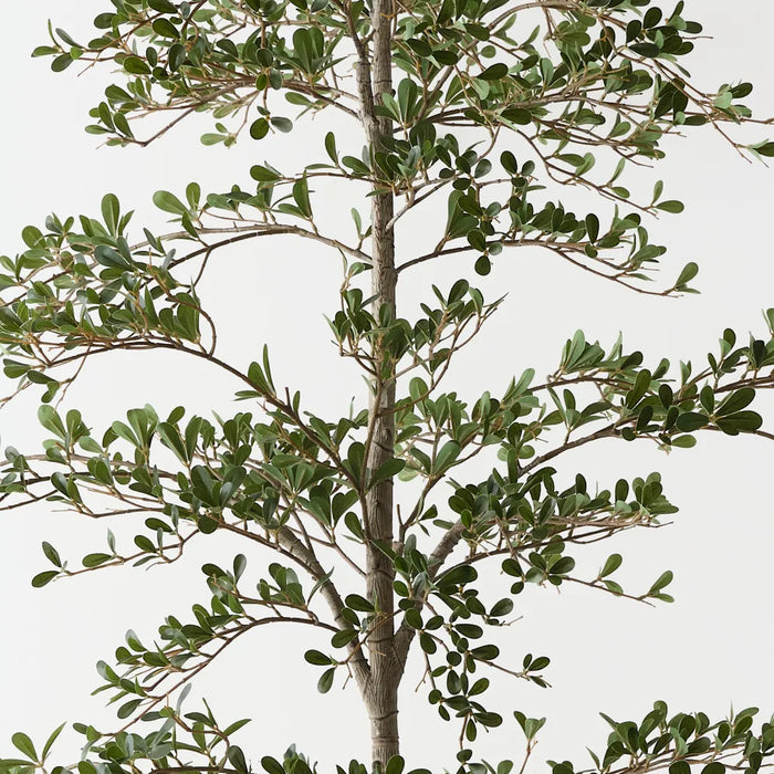 Black Olive Tree Green 210cm