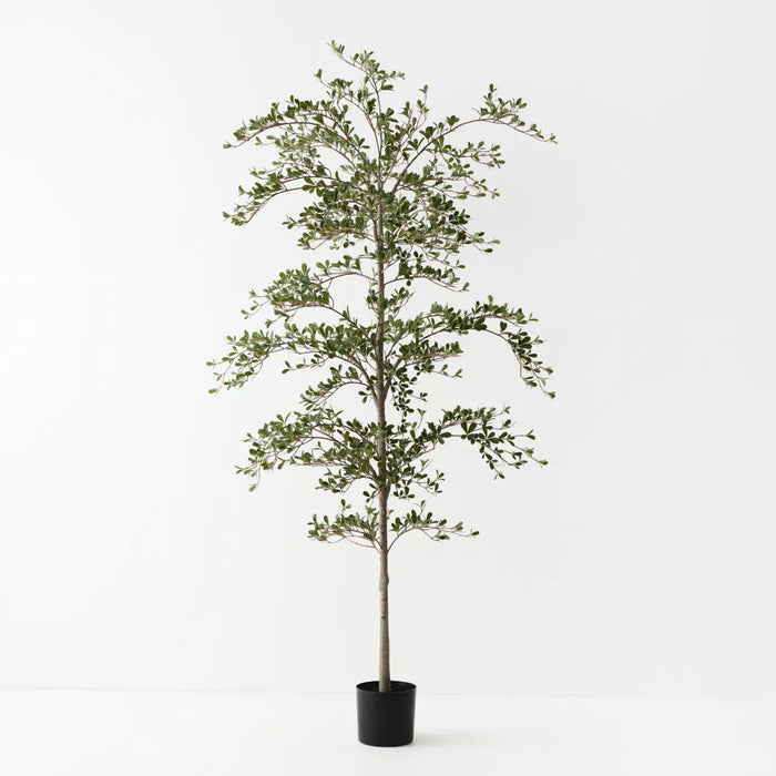 Black Olive Tree Green 210cm