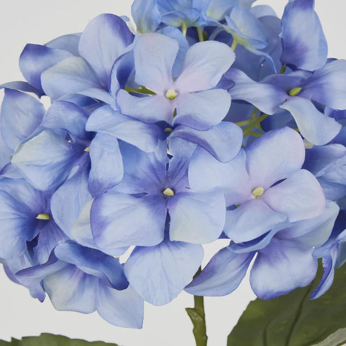 Blue Domed Hydrangea 69cm – Pack of 12