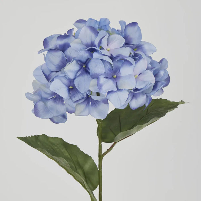 Blue Domed Hydrangea 69cm – Pack of 12