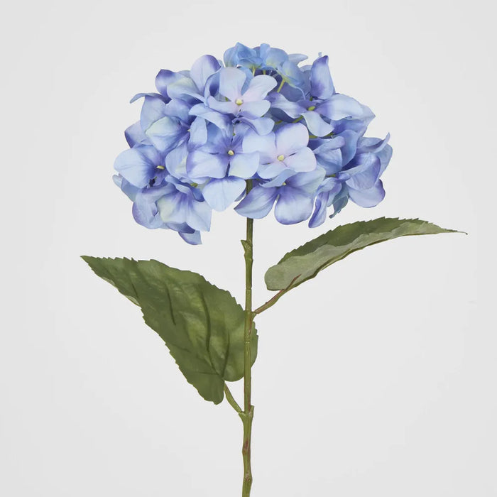 Blue Domed Hydrangea 69cm – Pack of 12