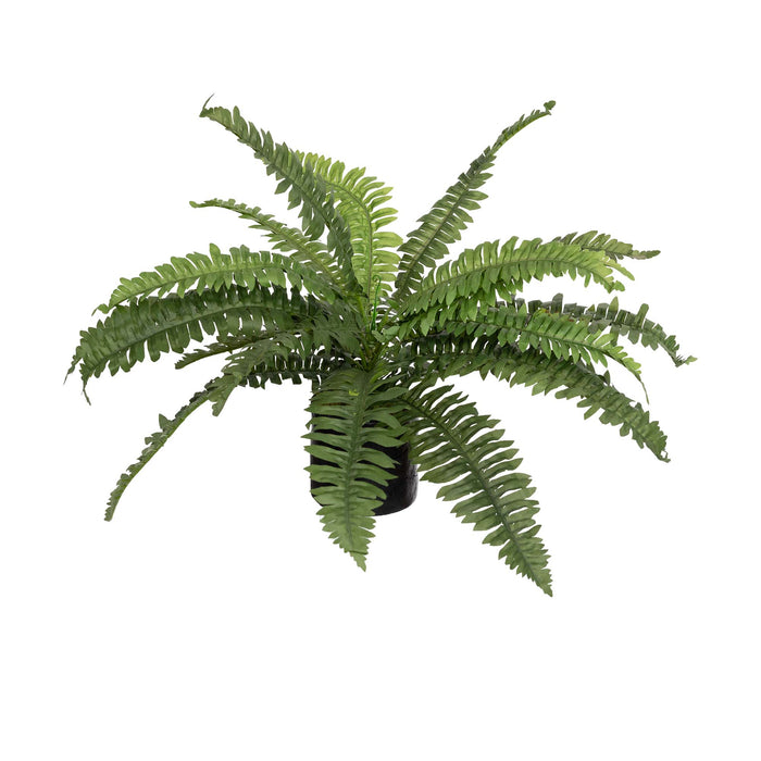 Boston Bush In Pot 40cm Set of 2