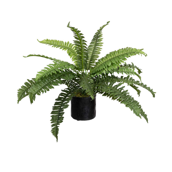 Boston Bush In Pot 40cm Set of 2