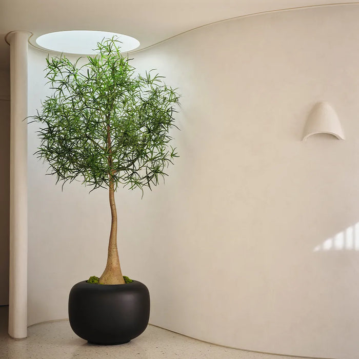 Bottle Tree Green 245cm