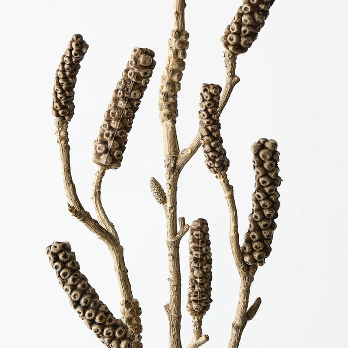 Bottlebrush Pod Spray 88cm Natural- Pack of 12
