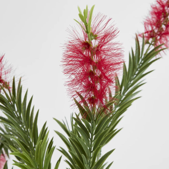 Bottlebrush Spray Red 100cm Pack of 24