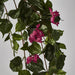 Bougainviilea Hanging Bush Fuchsia - Pack of 6