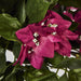 Bougainviilea Hanging Bush Fuchsia - Pack of 6