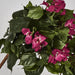 Bougainviilea Hanging Bush Fuchsia - Pack of 6