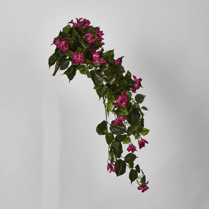 Bougainviilea Hanging Bush Fuchsia - Pack of 6