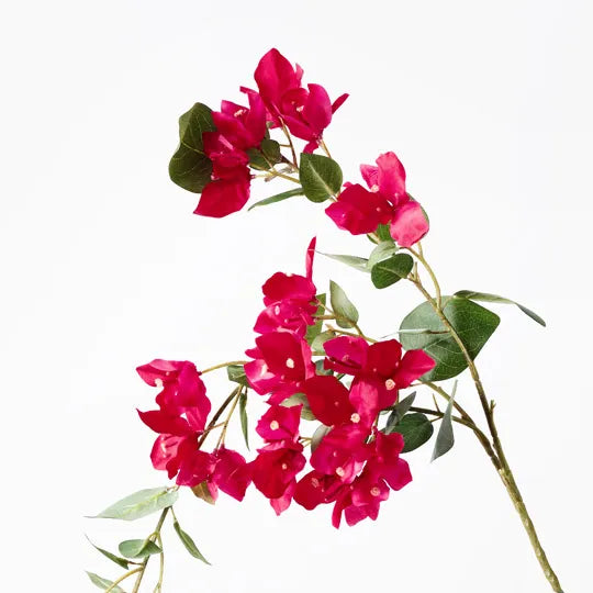 Bougainvillea Hanging Spray Fuschia 110cm - Pack of 6