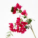 Bougainvillea Hanging Spray Fuschia 110cm - Pack of 6