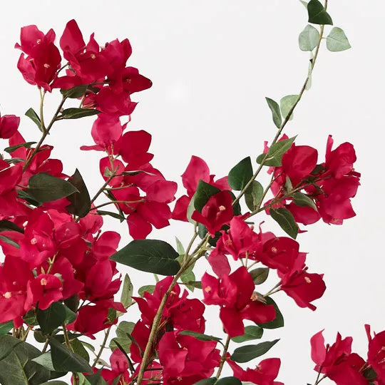 Bougainvillea Plant Fuschia 87cm