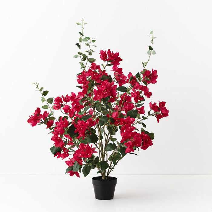 Bougainvillea Plant Fuschia 87cm