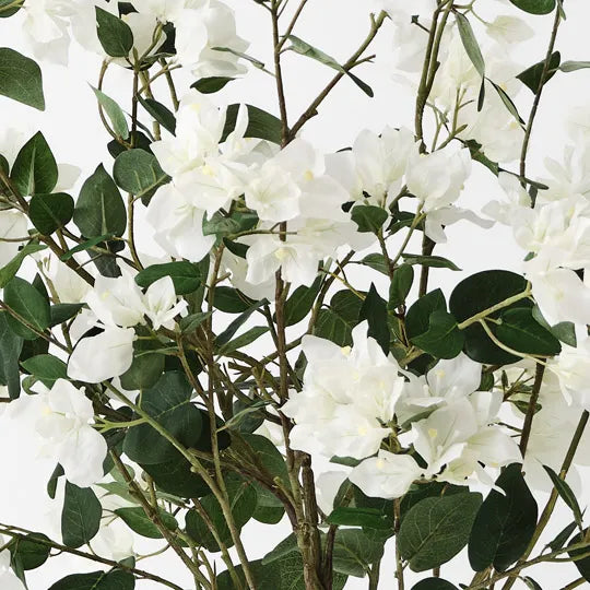 Bougainvillea Plant White 87cm