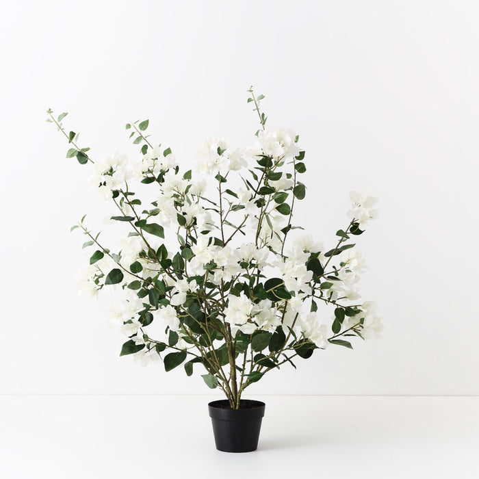 Bougainvillea Plant White 87cm