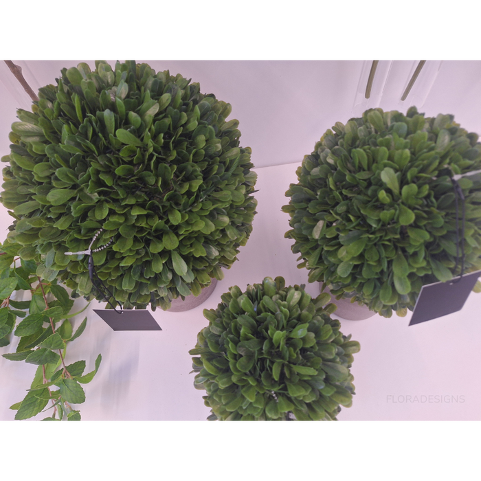 Boxwood Ball in Pot Green 30cm Set of 2