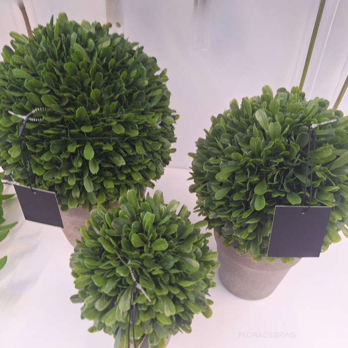 Boxwood Ball in Pot Green 30cm Set of 2