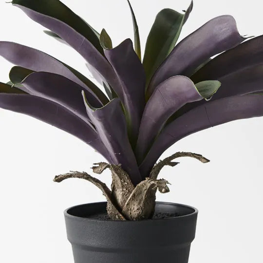 Bromeliad Plant in Pot Green Purple 37cm Pack of 4