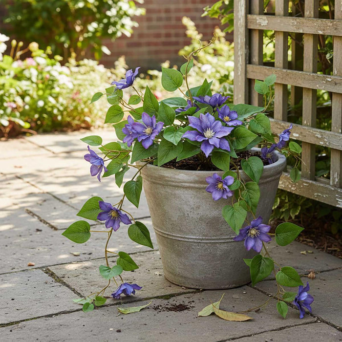 Artificial UV Trailing Clematis Bush Purple 50cm Purple - FLORA DESIGNS