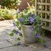 Artificial UV Trailing Clematis Bush Purple 50cm Purple - FLORA DESIGNS