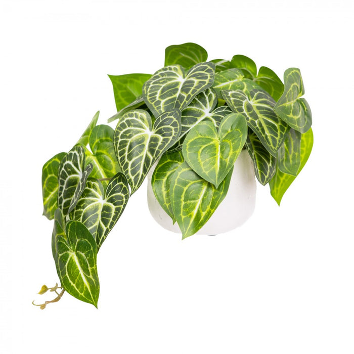 Caladium Bush in Pot 46cm Green Set of 2