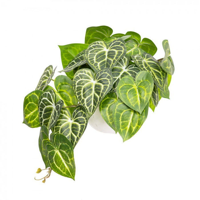 Caladium Bush in Pot 46cm Green Set of 2