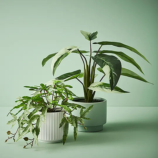 Caladium Plant in Pot Green White 38cm Pack of 4