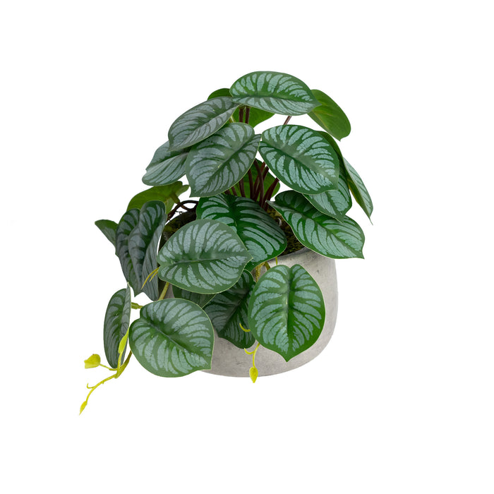 Calathea Bush In Pot 17cm Set of 2