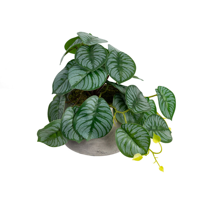 Calathea Bush In Pot 17cm Set of 2