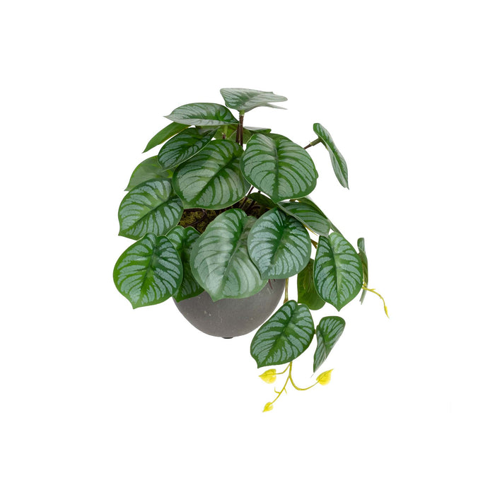 Calathea Bush In Pot 17cm Set of 2