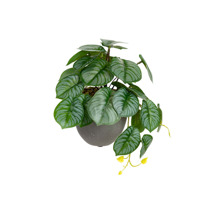 Calathea Bush In Pot 17cm Set of 2