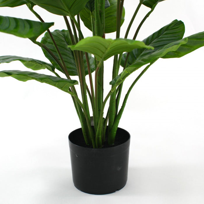 Calathea Plant 110cm