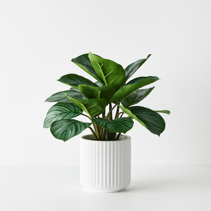 Calathea Plant in Pot Green 38cm Pack of 4