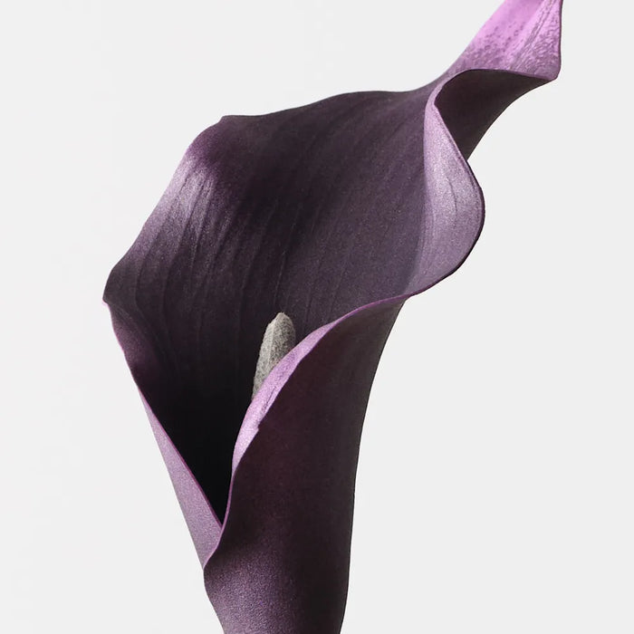 Calla Lily Black Plum Purple 61cm Set of 24
