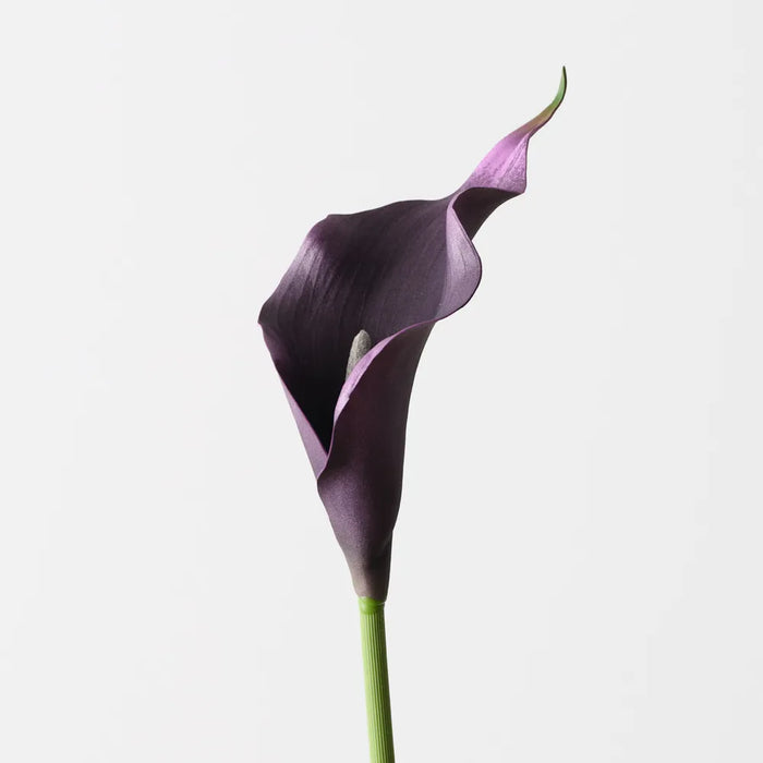 Calla Lily Black Plum Purple 61cm Set of 24