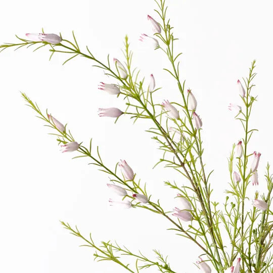 Calluna Sprayed Calluna Spray Cream Pink 104cm - Pack of 12 — Flora Designs Australia