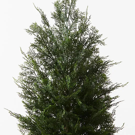 Cedar Tree Green 120cm