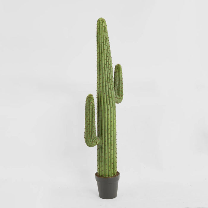 Cereus Cactus Plant 147cm Green