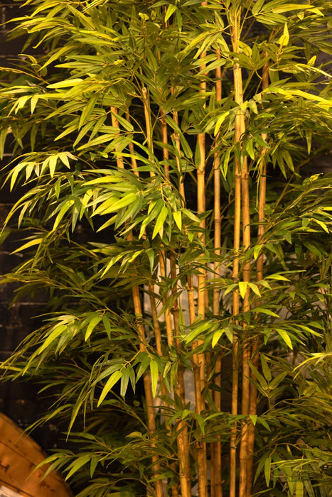 Chinese Bamboo Tree 290cm