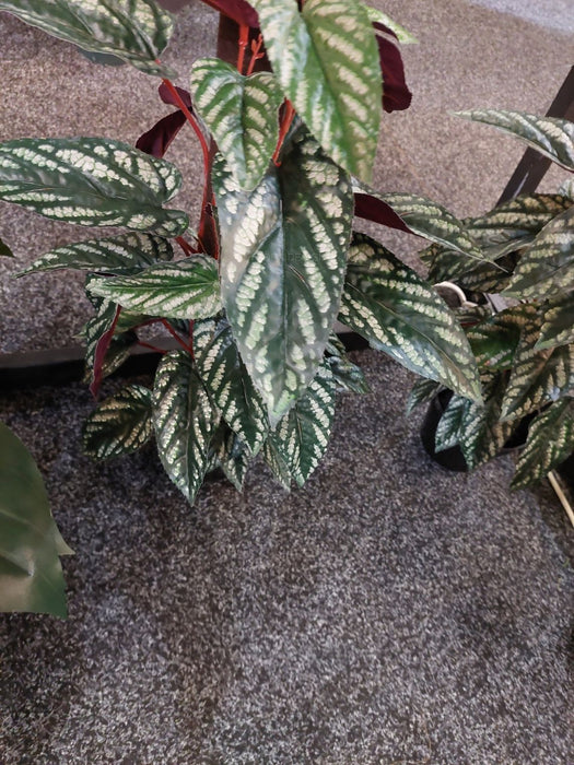 Cissus Discolour In Pot 58cm