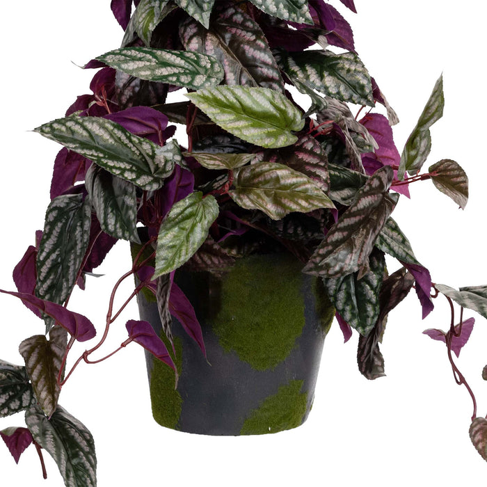 Cissus Plant On Pole - 68cm