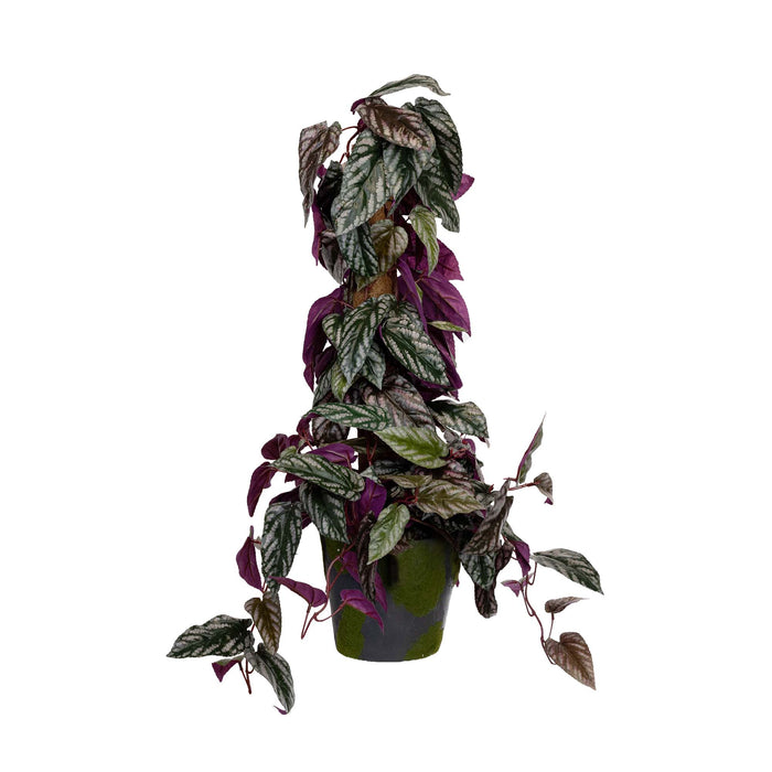 Cissus Plant On Pole - 68cm