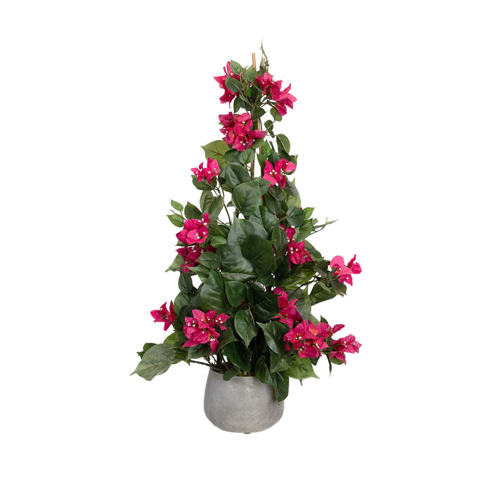 Climbing Bougainvillea in Pot 62cm