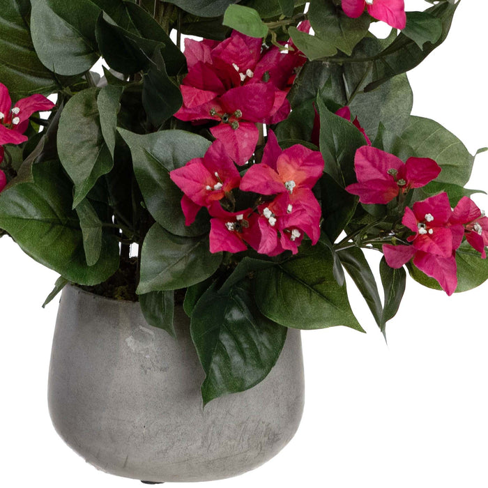 Climbing Bougainvillea in Pot 62cm