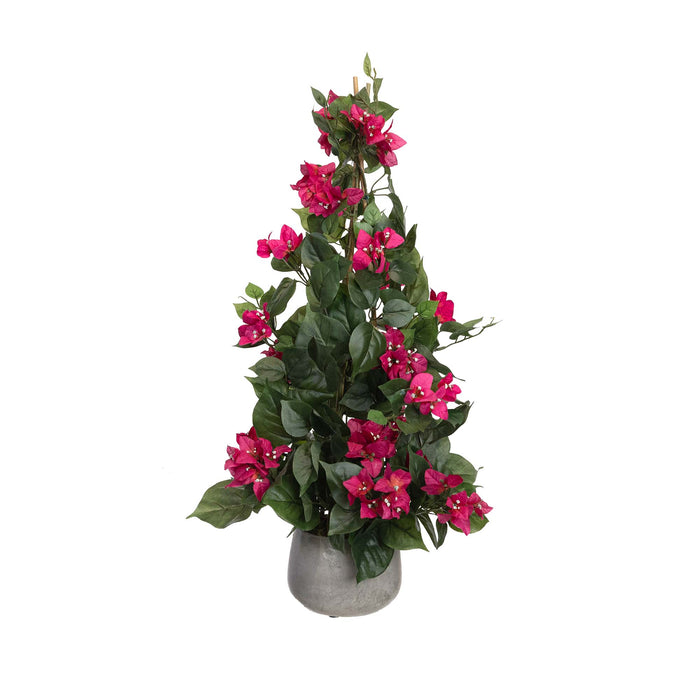 Climbing Bougainvillea in Pot 62cm
