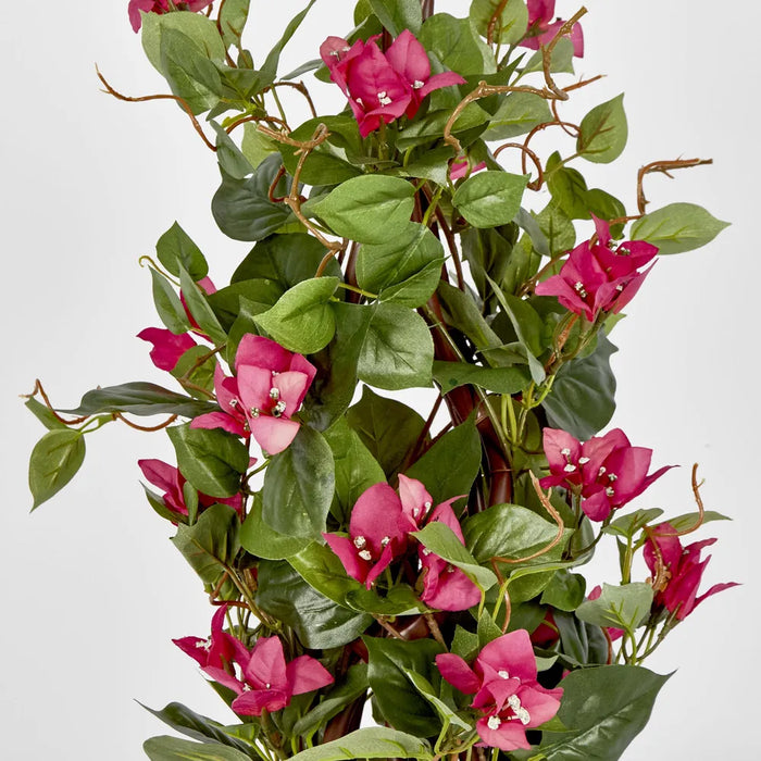 Climbing Pink Bougainvillea in Pot 61cm - Pack of 6